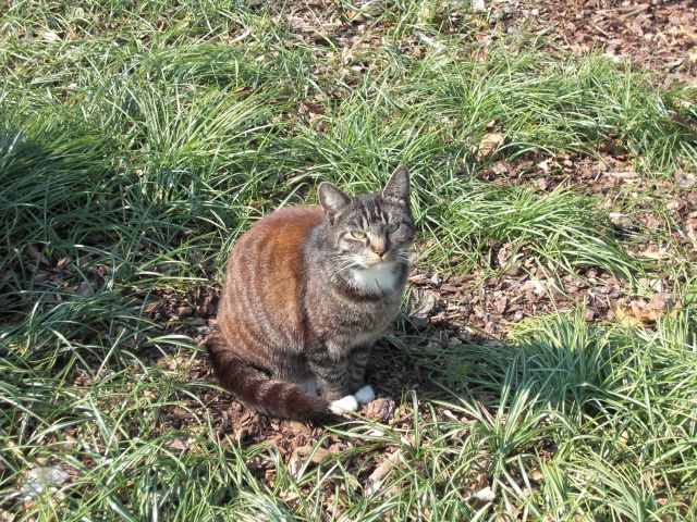 RTF Celle RH 028